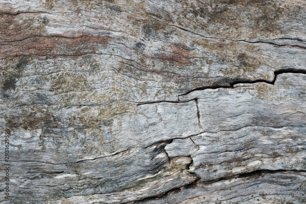 Treibholz, Holzstrukturen, Texturen, entstanden durch Salzwasser, Wind, sonne und Brandung Treibholz, Holzstrukturen, Texturen, entstanden durch Salzwasser, Wind, sonne und Brandung