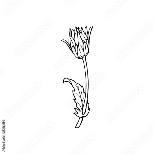 Daisy flower with bud freehand vector illustration. German chamomile, Matricaria chamomilla monochrome outline. Honey plant, wild flower engraving. Homeopathic herb, wildflower with name drawing