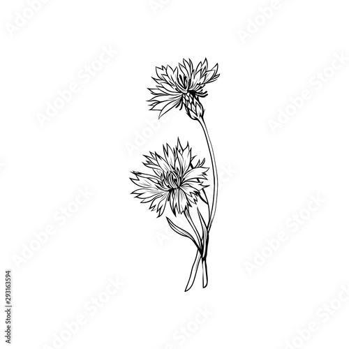 Cornflower black ink vector illustration. Summer meadow flower, honey plant with name engraved sketch. Common knapweed outline. Centaurea nigra botanical black and white drawing with inscription photo
