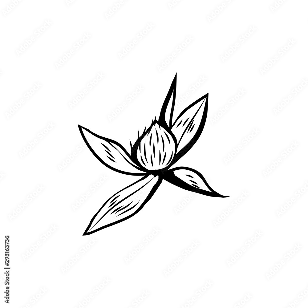 Clover flowers black and white illustration. Blooming honey plant with title Trefoil. Irish shamrock, floral luck symbol with three leaves. Botanical outlines sketch. Postcard design element Clover flowers black and white illustration. Blooming honey plant with title Trefoil. Irish shamrock, floral luck symbol with three leaves. Botanical outlines sketch. Postcard design element