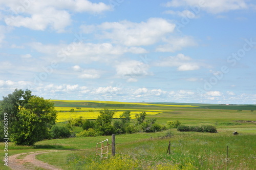 Hills and Valleys and Canola