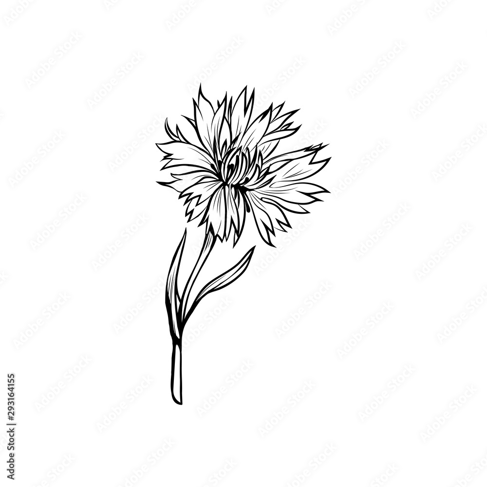 Vetor do Stock Cornflower black ink vector illustration. Summer meadow