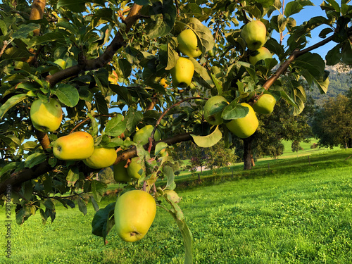 Bio apples in organic Swiss orchards on the slopes of the Buochserhorn mountain and by the lake Lucerne or Vierwaldstaetersee lake (Vierwaldstattersee), Buochs - Canton of Nidwalden, Switzerland photo