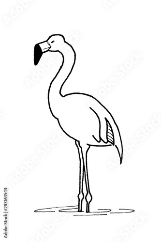 Flamingo bird illustration line drawing standing in black and white