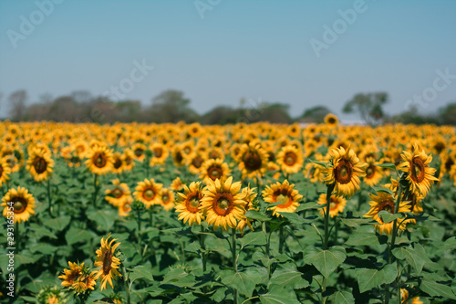 Obraz na płótnie Santuario de los girasoles