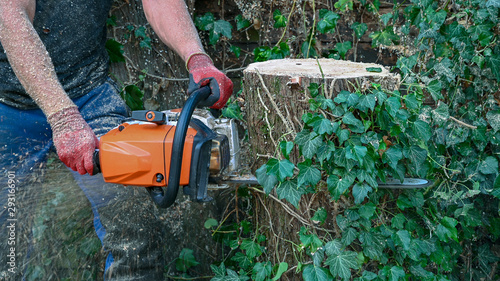 An Arborist or Tree Surgeon uses a chainsaw to cut a tree stump