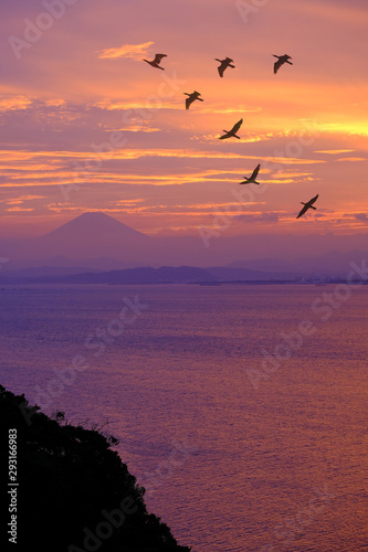 Birds flying in the evening, beautiful light in the sea in japan