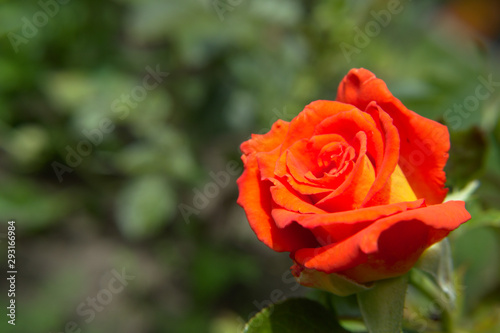 Single orange and peach rose on green background with leaves blossoming in the garden.
