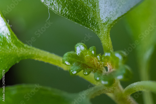 macro verde