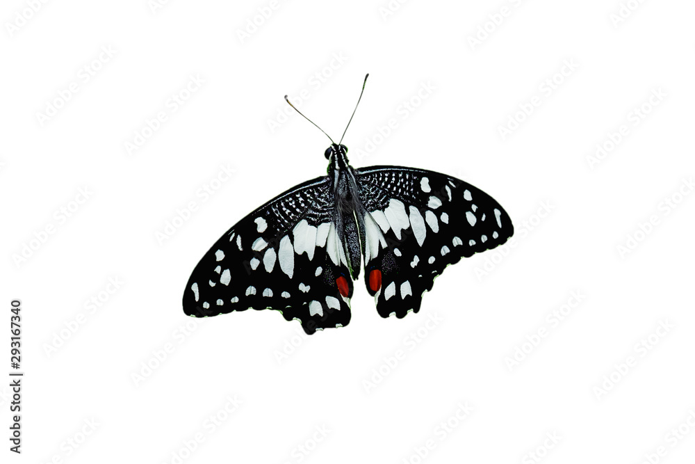 Fototapeta premium beautiful black and white butterfly isolated on white background
