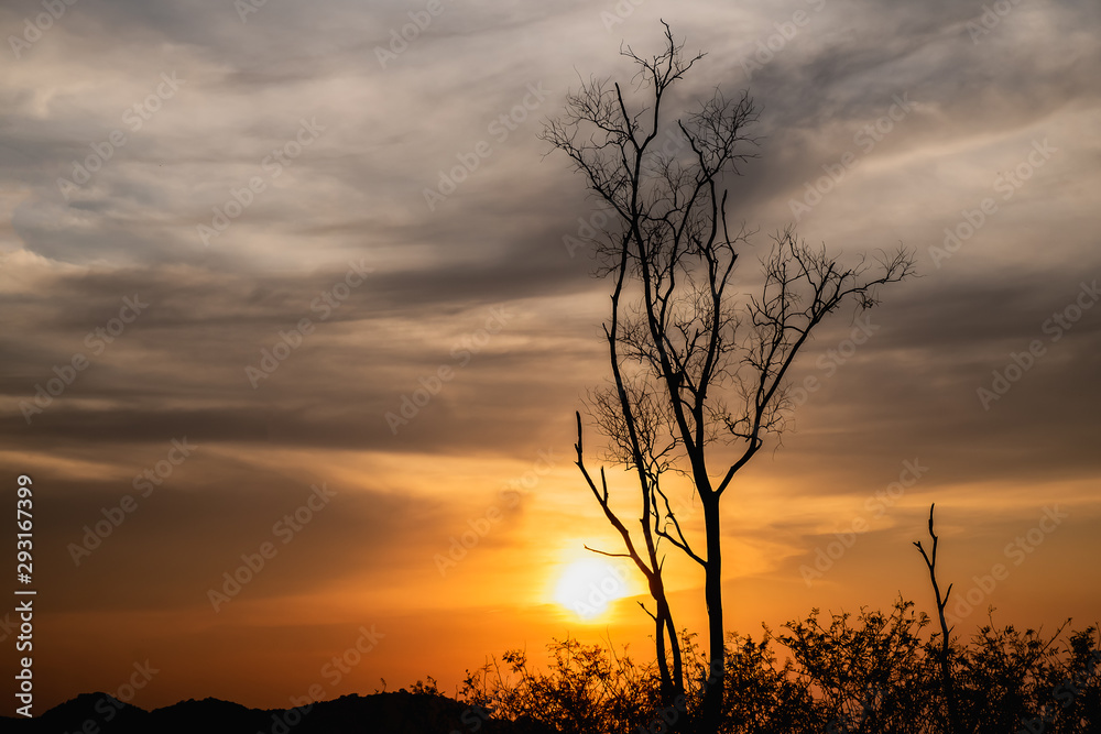 beautiful landscape image with silhouette of a dead tree at sunset