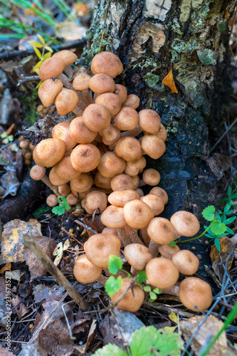 A large group of fresh honey mushrooms under tree with moss in autumn in forest