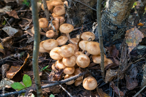 A group of fresh honey mushrooms under tree with fallen leaves in autumn