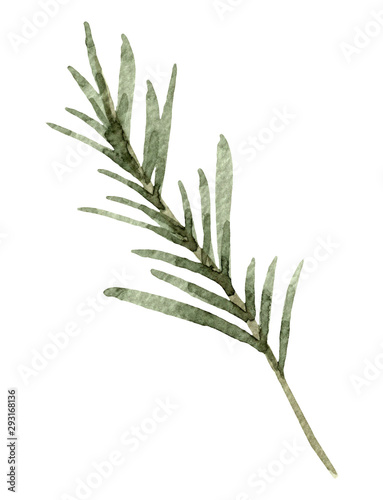 Hand painted watercolor pine clipart. Isolated on white background.