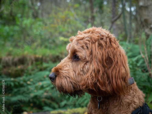 Portrait of a Cockapoo