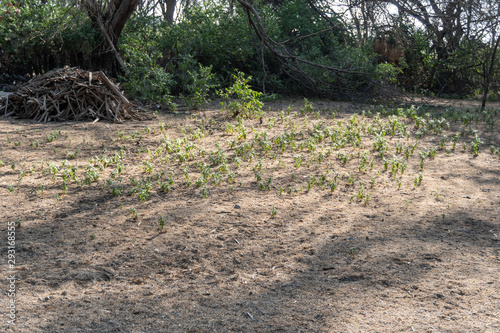 little plants in the soil