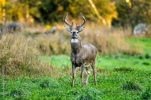 White-tailed deer stag is ready to be challenged...with attitude.