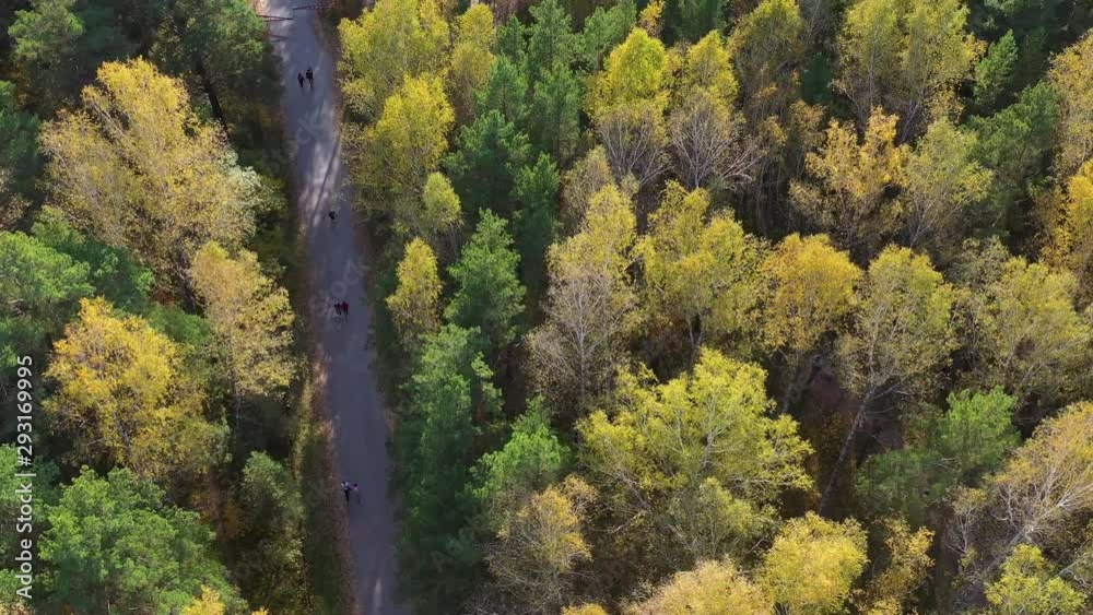 People walk in the Park on a warm autumn day. The wind stirs the trees. Shooting from a height above the Park