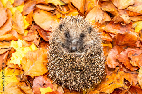 Hedgehog in autumn  Scientific name  Erinaceus Europaeus  wild  free roaming hedgehog  taken from wildlife garden hide to monitor health and population of this declining mammal  space for copy 