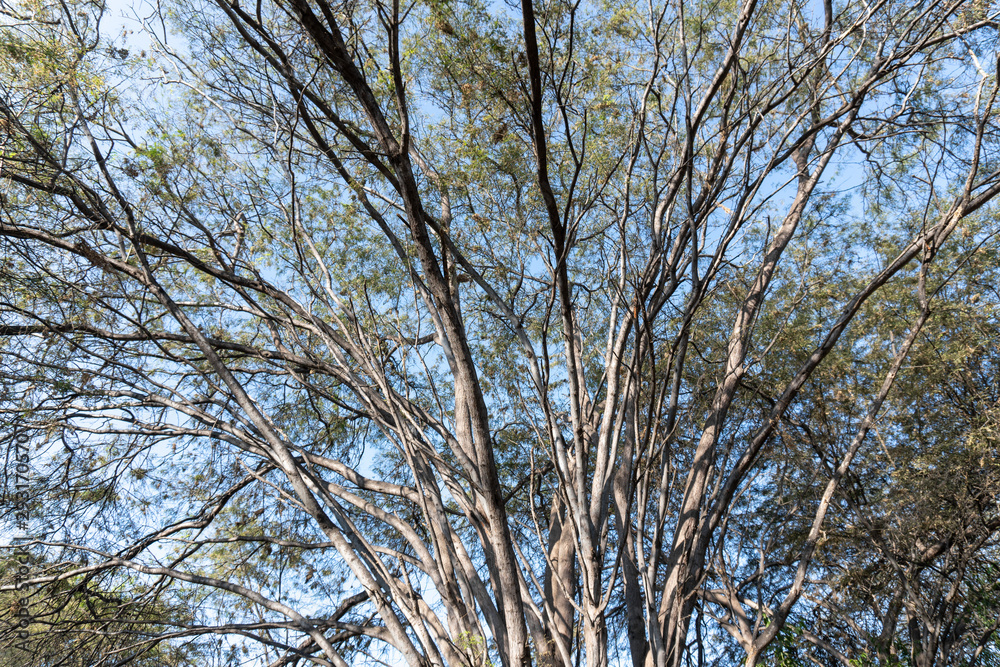 Obraz premium tree in spring