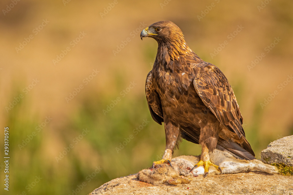 A Golden Eagle landed on a prey. Photographed in the wild in Spain A Golden Eagle landed on a prey. Photographed in the wild in Spain