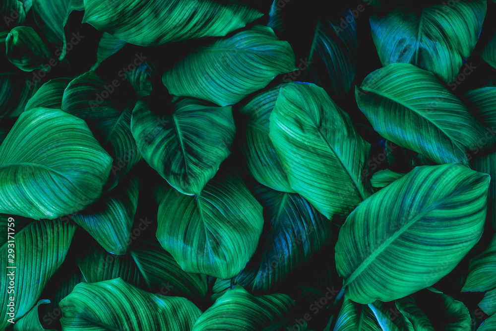 Fototapeta liście Spathiphyllum cannifolium, abstrakcyjna zielona tekstura, tło przyrody, tropikalny liść