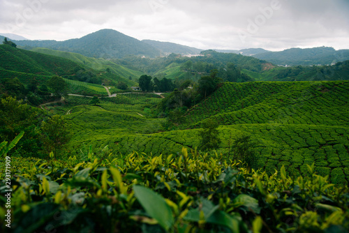 Tea Fields in the Cameron Highlands.
