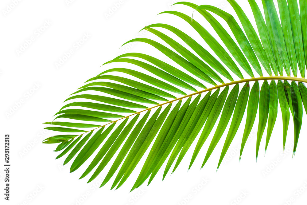 leaves of coconut isolated on white background leaves of coconut isolated on white background
