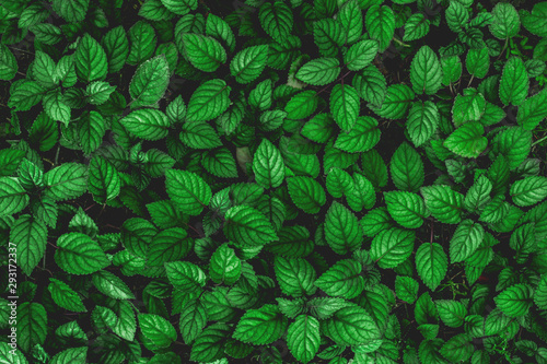 green leaf natural for background, tropical leaf, tiny green leaf