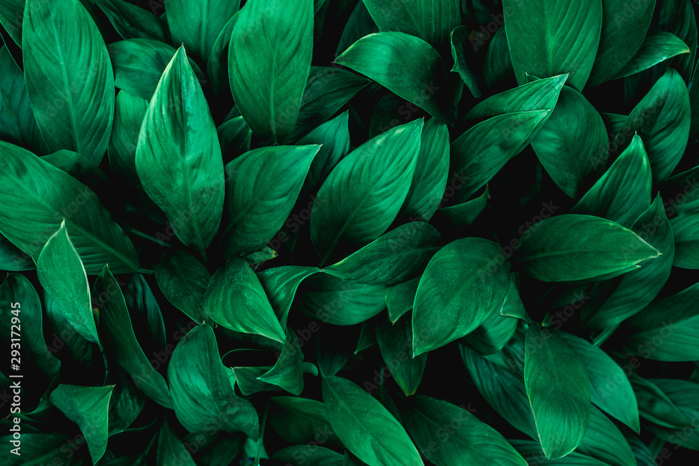 Fototapeta Zielone liście w ogrodzie