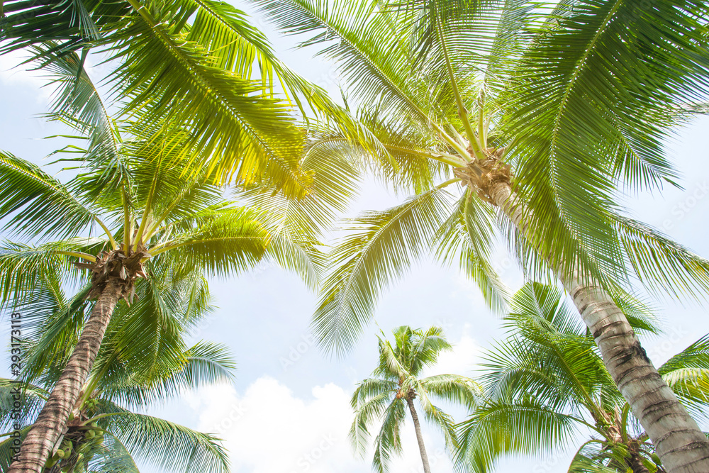 Fototapeta premium tropical palm leaf background, coconut palm trees perspective view