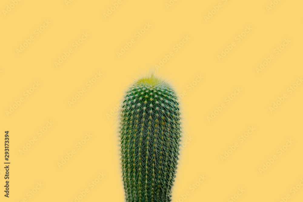 White background cactus for decorating a home or desk. White background cactus for decorating a home or desk.