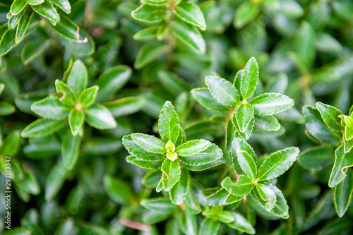 Green leaves Euonymus japonicus Microphyllus
