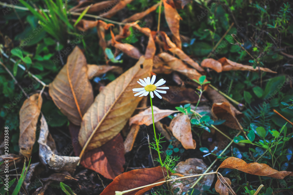 On the bright green grass are brown boats of dry leaves, through which a white delicate flower has grown.