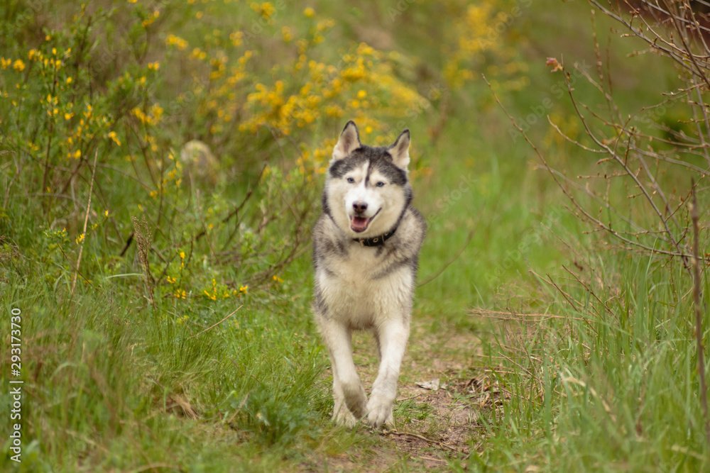 Siberian Husky for a walk in the park near the lake.