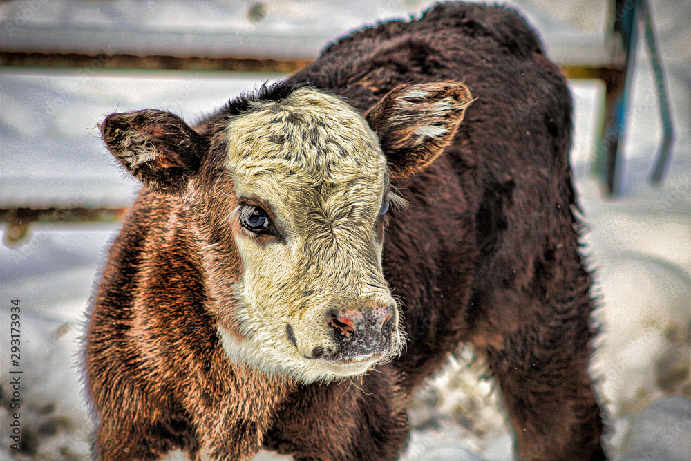 Obraz premium Cows In Winter