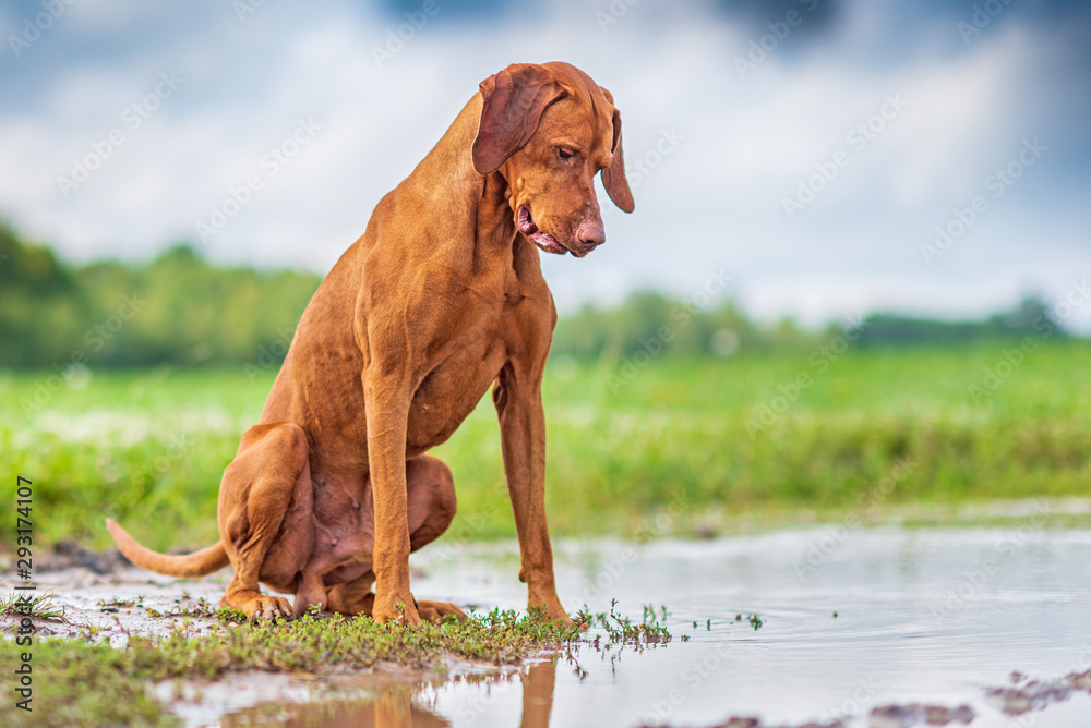 A sad dog is standing in a puddle on the field. A sad dog is standing in a puddle on the field.