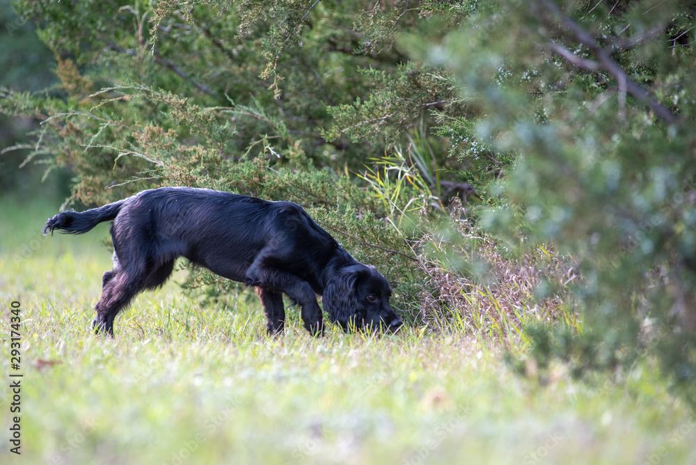 English cocker hunting English cocker hunting