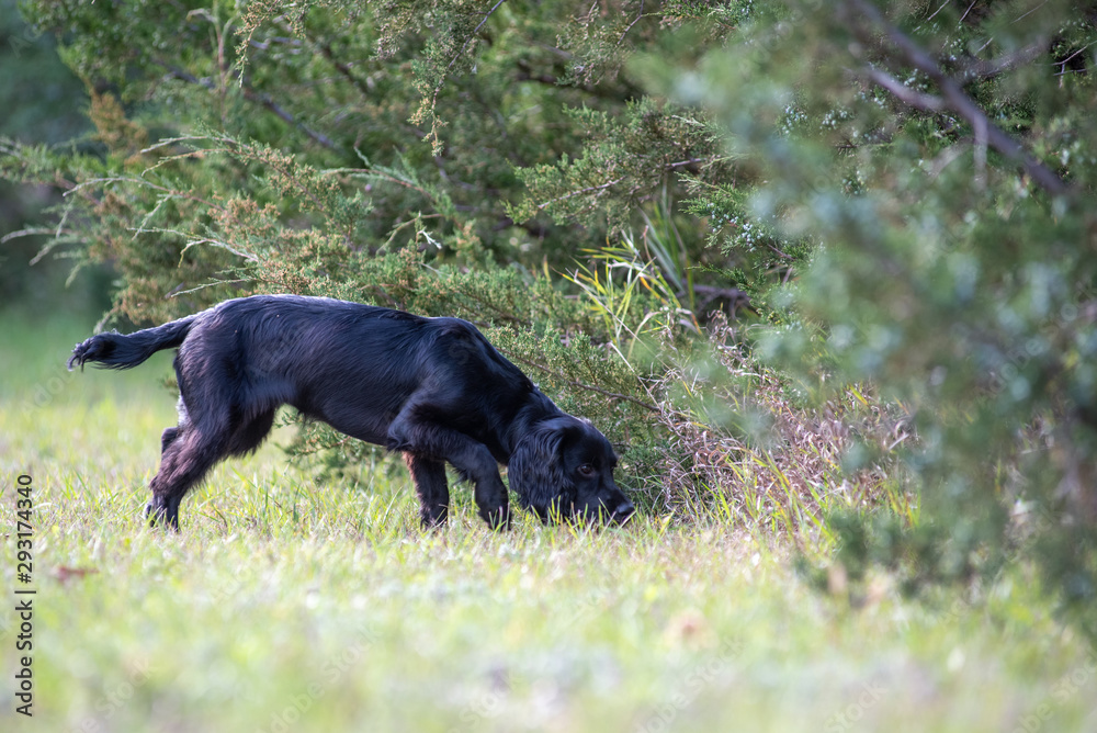 English cocker hunting