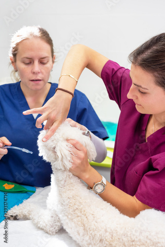 Dog intubated in surgery room of veterinary clinic . photo