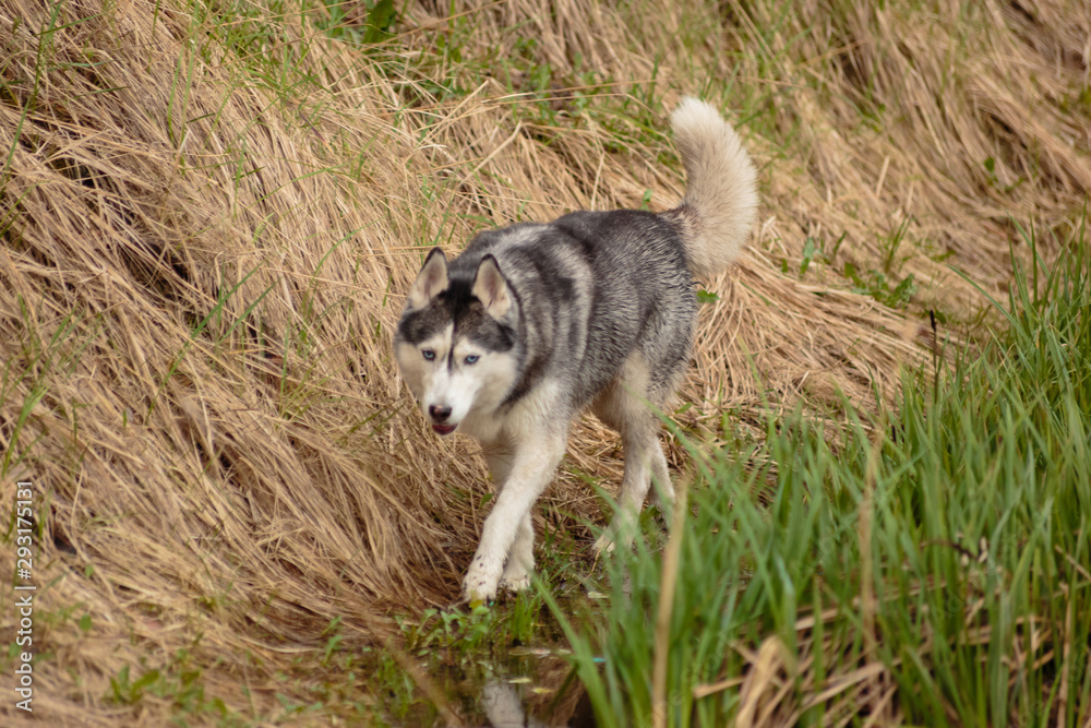 Siberian Husky for a walk in the park near the lake. Siberian Husky for a walk in the park near the lake.