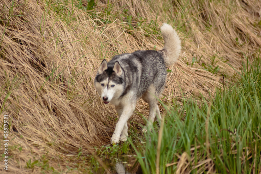 Siberian Husky for a walk in the park near the lake.