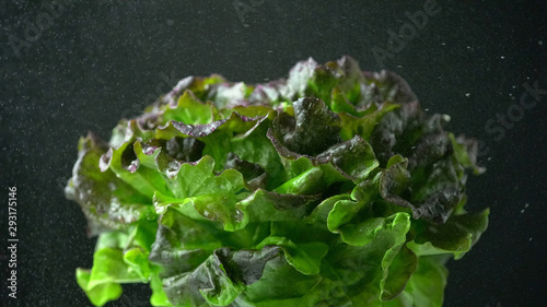 Photos Lettuce green, red, bronze fresh crispy leaf salad spray washed with water