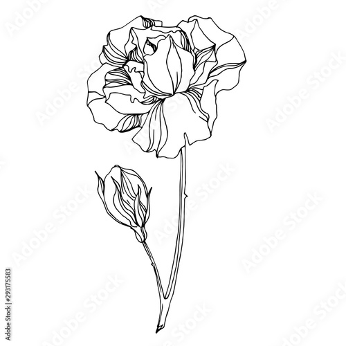 Vector Roses floral botanical flowers. Black and white engraved ink art. Isolated rose illustration element.