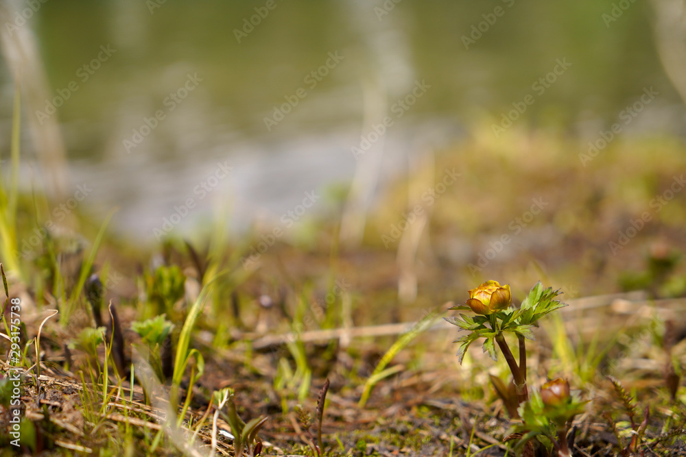 Little beautiful yellow mountain flower is growing in mountain meadow Little beautiful yellow mountain flower is growing in mountain meadow