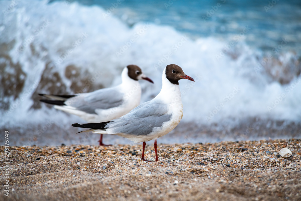 Fototapeta premium Nice big seagull on sea coast nature birds fauna summer vacation