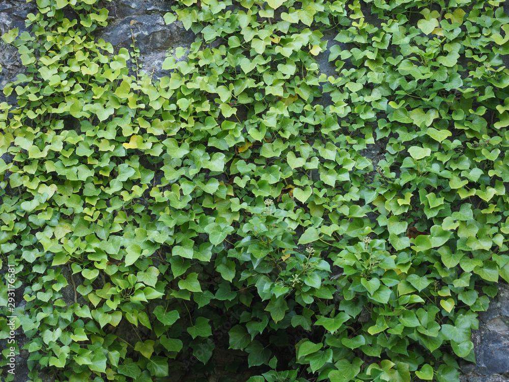 Fototapeta premium ivy plant on stone