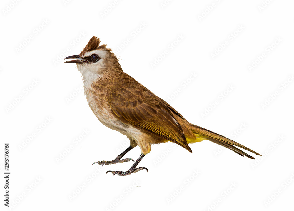 Fototapeta premium Bird Common Bulbul (Pycnonotus barbatus) isolated