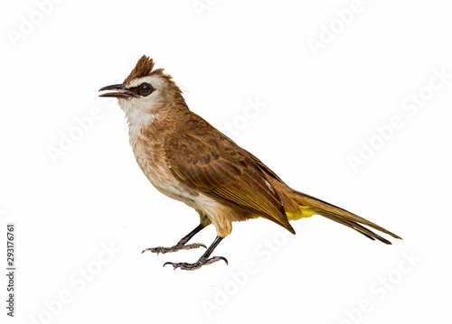 Bird Common Bulbul (Pycnonotus barbatus) isolated