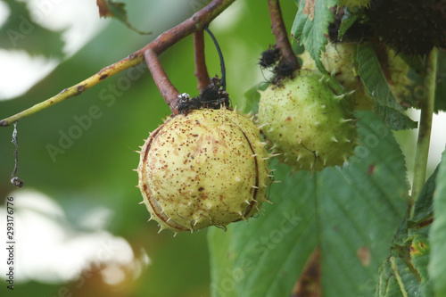 A branch of ripe conkers on a Horse Chestnut Tree, Aesculus hippocastanum.